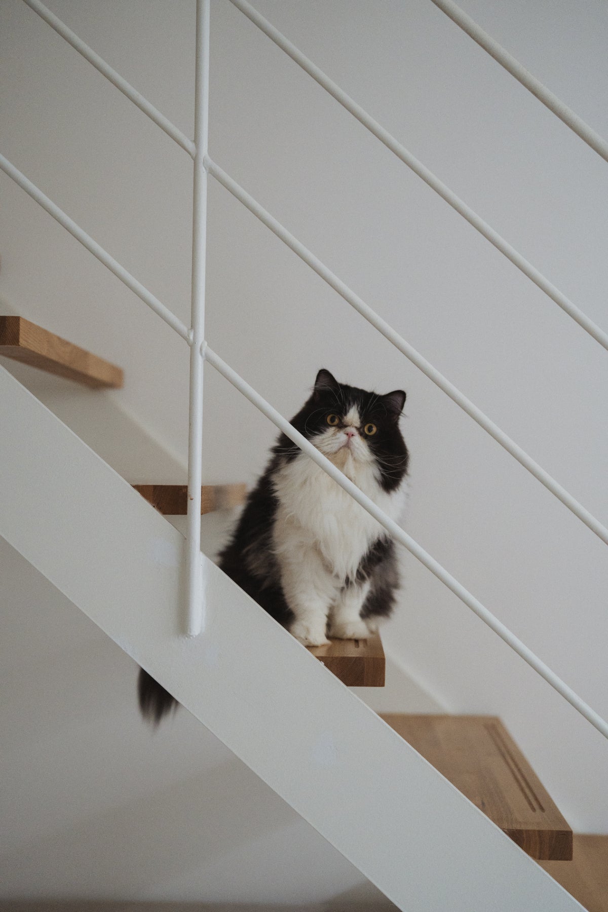 Gift Box【with Donation】