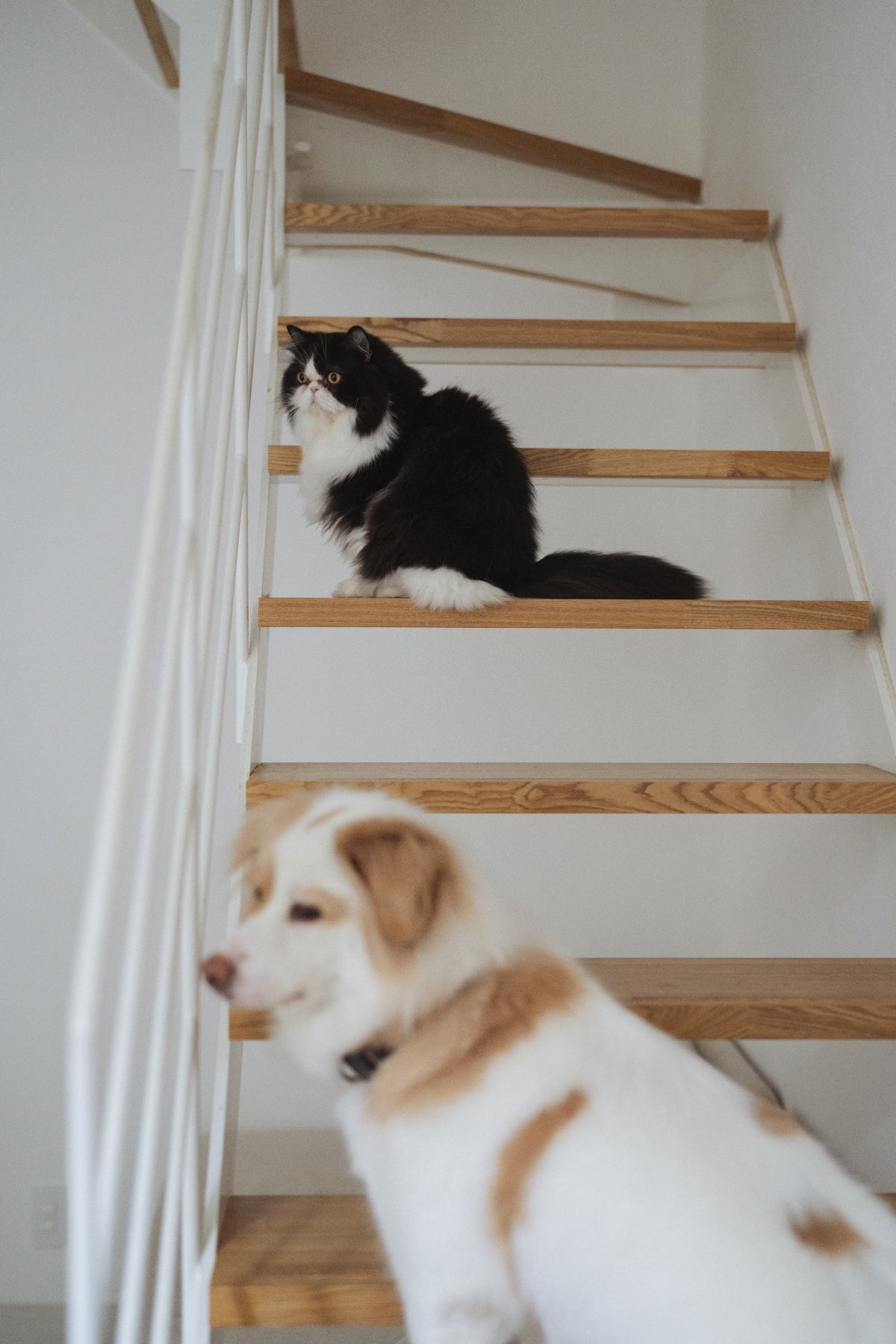 Gift Box【with Donation】